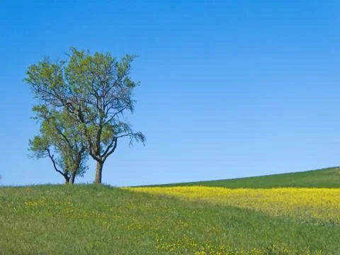 Trees in a meadow with blooming rape and blue sky Stock Photos
