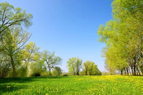Trees on meadow with dandelions. Stock Photos