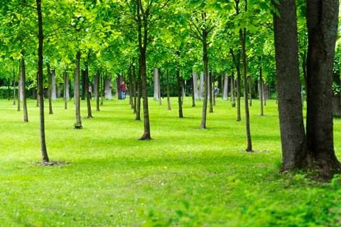 Trees in a meadow with lawn. Stock-Fotos
