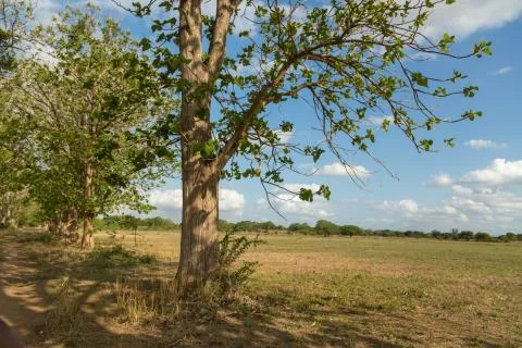 Trees in the meadow Stock Photos