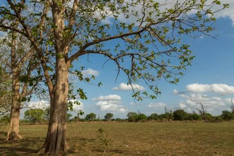 Trees in the meadow 스톡 사진