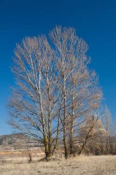 Trees in a meadow. Stock Photos