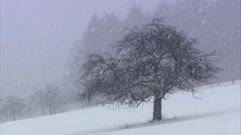Trees on a meadow in snowfall Stock Footage 288959299