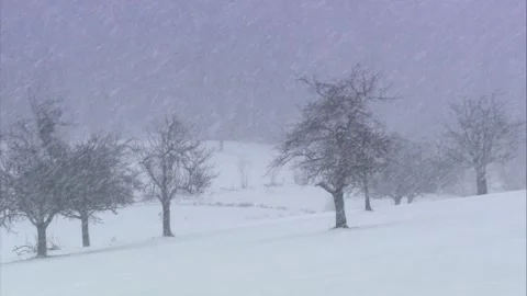 Trees on a meadow in snowfall (slide) Stock Footage 288959328