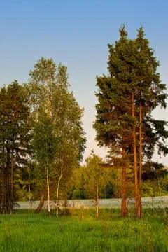 Trees on meadow in sunset light Stock Photos