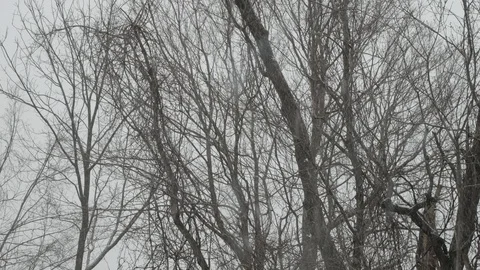 Trees medium shot in cold falling snow Stock Footage 103294876