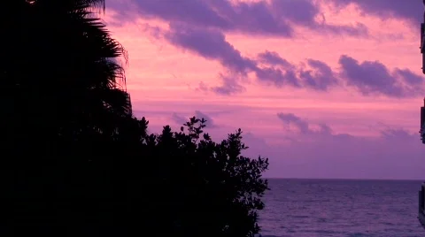 Trees Miami Beach Video stock 624944