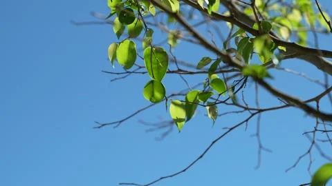 Trees in Miami Beach 動画素材 272152770