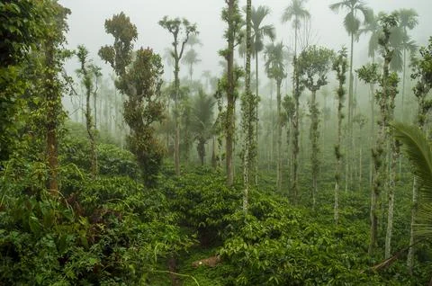 Trees in the middle of coffee plantation adding a scenic beauty to the nature Stock Photos