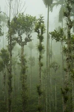 Trees in the middle of coffee plantation adding a scenic beauty to the nature Stock Photos