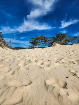 Trees in the middle of the dunes Stock Photos
