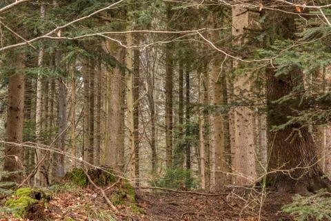 Trees in the middle of the forest Stock Photos