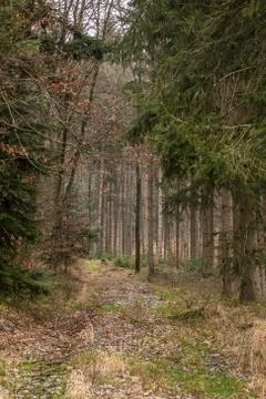 Trees in the middle of the forest Stock Photos