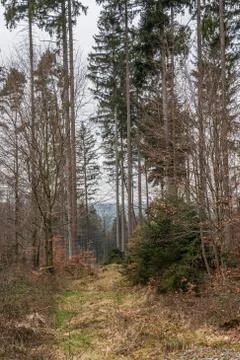 Trees in the middle of the forest Stock Photos