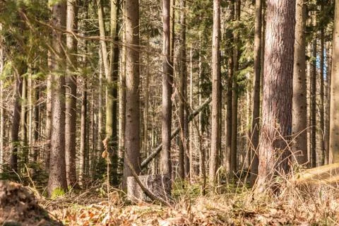 Trees in the middle of the forest Stock Photos