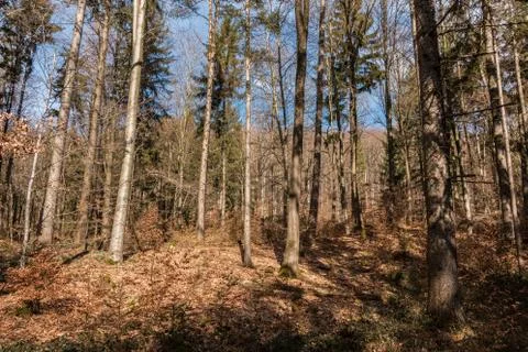 Trees in the middle of the forest Stock Photos