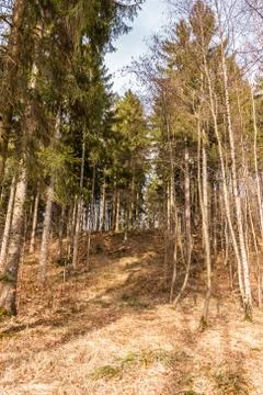 Trees in the middle of the forest Stock Photos