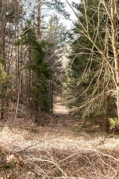 Trees in the middle of the forest Photos