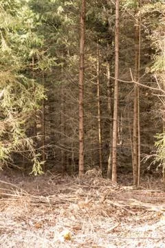 Trees in the middle of the forest Stock Photos