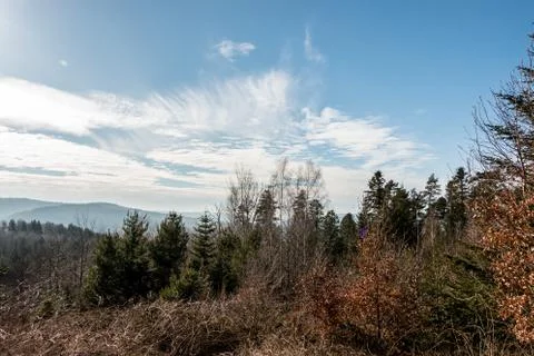 Trees in the middle of the forest Stock-Fotos