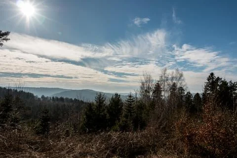 Trees in the middle of the forest Stock Photos