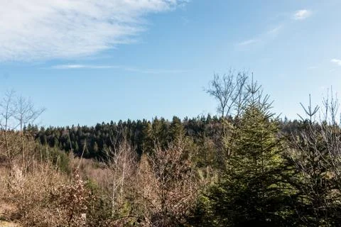 Trees in the middle of the forest 库存照片