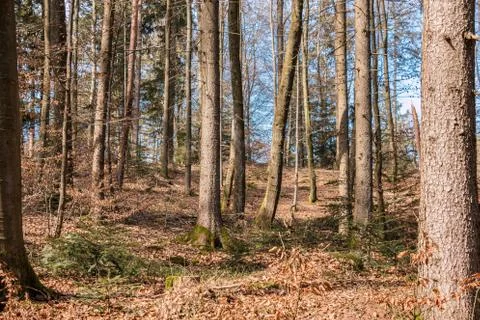 Trees in the middle of the forest Stock Photos