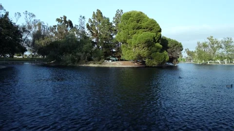Trees in the middle of a lake aerial shot Stock Footage