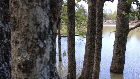 The trees in the middle of a lake Stock Footage 129532012