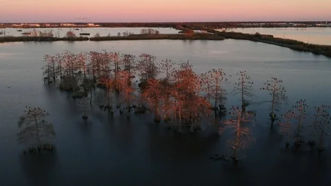 Trees in middle of marsh with several birds at rest for stunning sunset Stock Footage 101601722