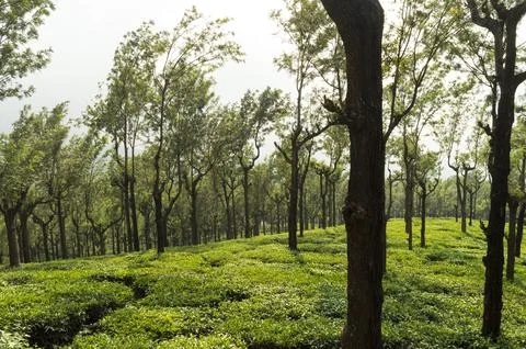 Trees in the middle of tea plantation adding a scenic beauty to the nature Stock Photos
