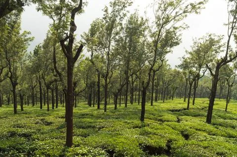 Trees in the middle of tea plantation adding a scenic beauty to the nature Stock Photos
