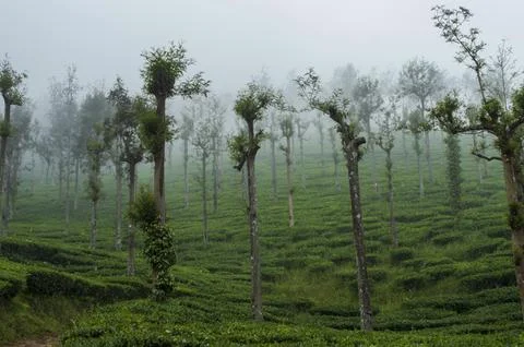 Trees in the middle of tea plantation adding a scenic beauty to the nature Stock Photos