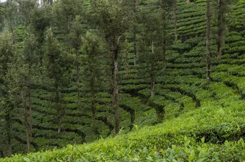 Trees in the middle of tea plantation adding a scenic beauty to the nature Stock Photos