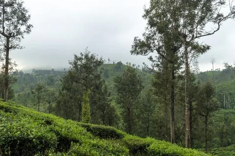 Trees in the middle of tea plantation adding a scenic beauty to the nature Stock Photos