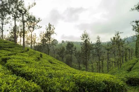 Trees in the middle of tea plantation adding a scenic beauty to the nature Stock Photos