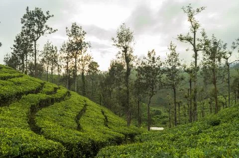 Trees in the middle of tea plantation adding a scenic beauty to the nature Stock Photos