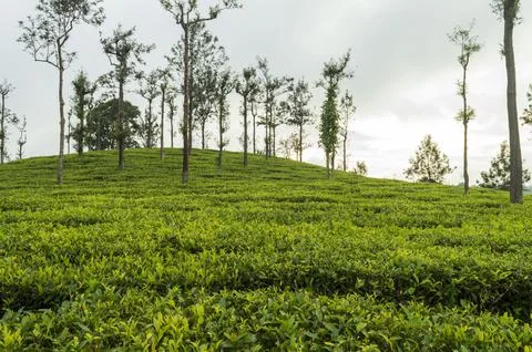 Trees in the middle of tea plantation adding a scenic beauty to the nature Stock Photos