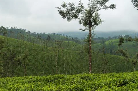 Trees in the middle of tea plantation adding a scenic beauty to the nature Stock Photos
