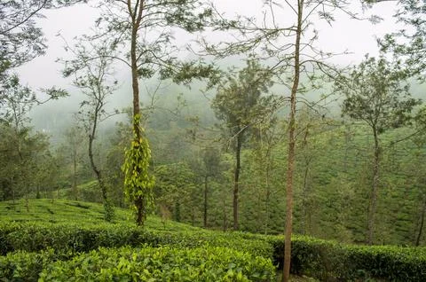 Trees in the middle of tea plantation adding a scenic beauty to the nature Stock Photos
