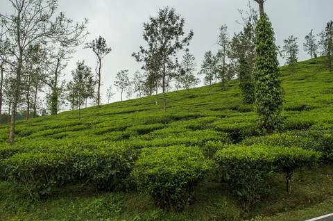 Trees in the middle of tea plantation adding a scenic beauty to the nature Stock Photos