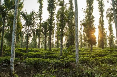 Trees in the middle of tea plantation adding a scenic beauty to the nature Stock Photos