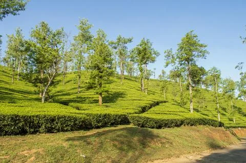 Trees in the middle of tea plantation adding a scenic beauty to the nature Stock Photos