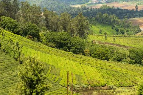 Trees in the middle of tea plantation adding a scenic beauty to the nature Stock Photos