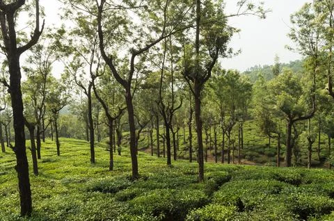 Trees in the middle of tea plantation adding a scenic beauty to the nature Stock Photos