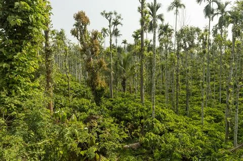 Trees in the middle of tea plantation adding a scenic beauty to the nature Stock Photos