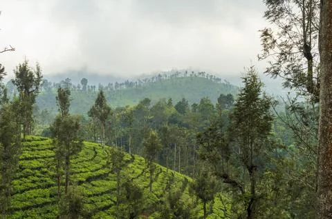 Trees in the middle of tea plantation adding a scenic beauty to the nature Stock Photos