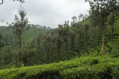 Trees in the middle of tea plantation adding a scenic beauty to the nature Stock Photos
