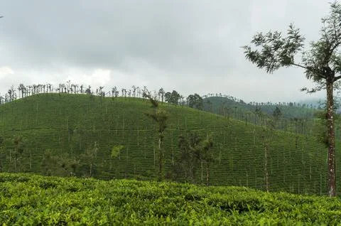 Trees in the middle of tea plantation adding a scenic beauty to the nature Stock Photos