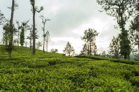 Trees in the middle of tea plantation adding a scenic beauty to the nature Stock Photos